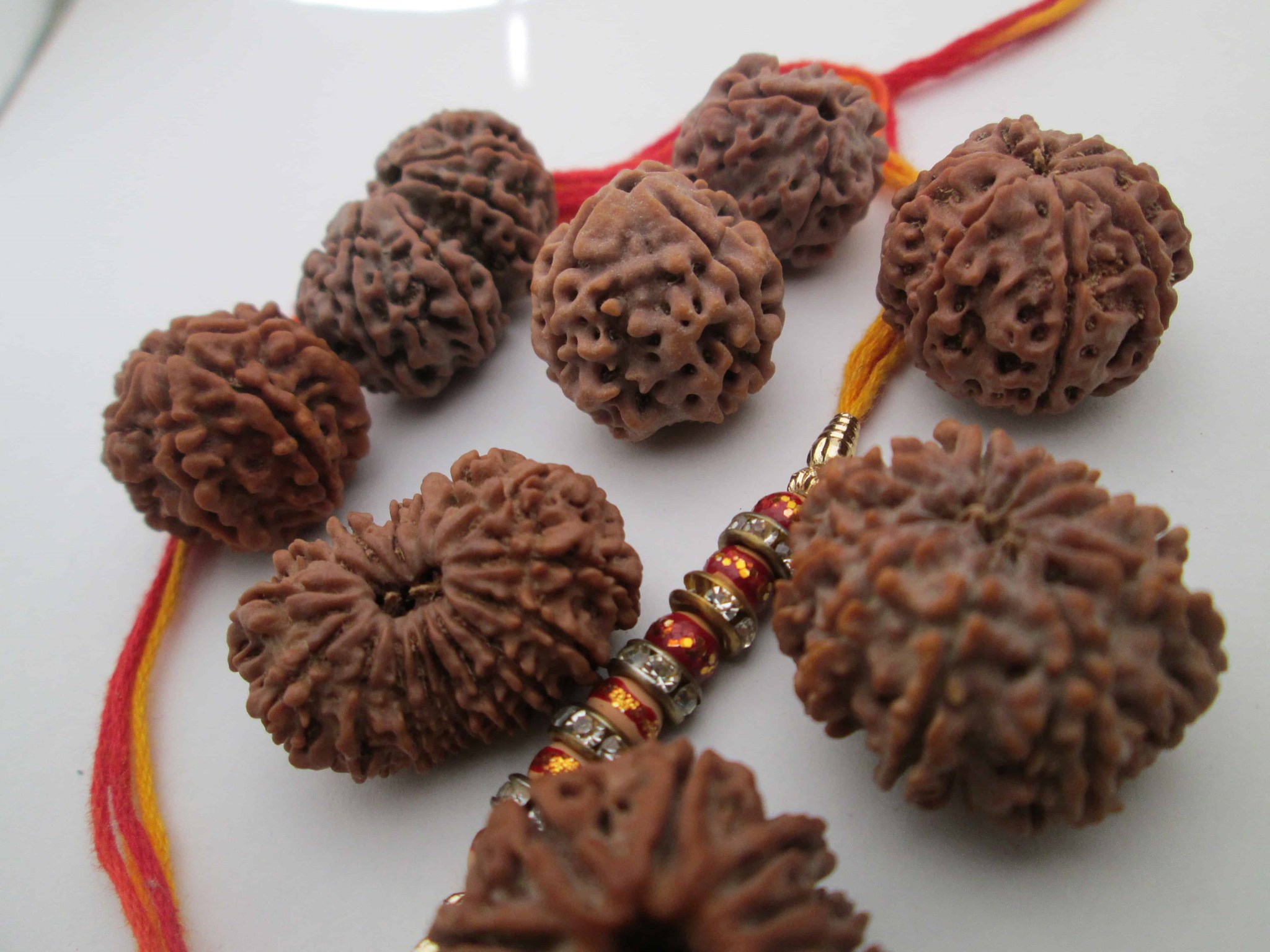 Varitous mukhi of rudraksha